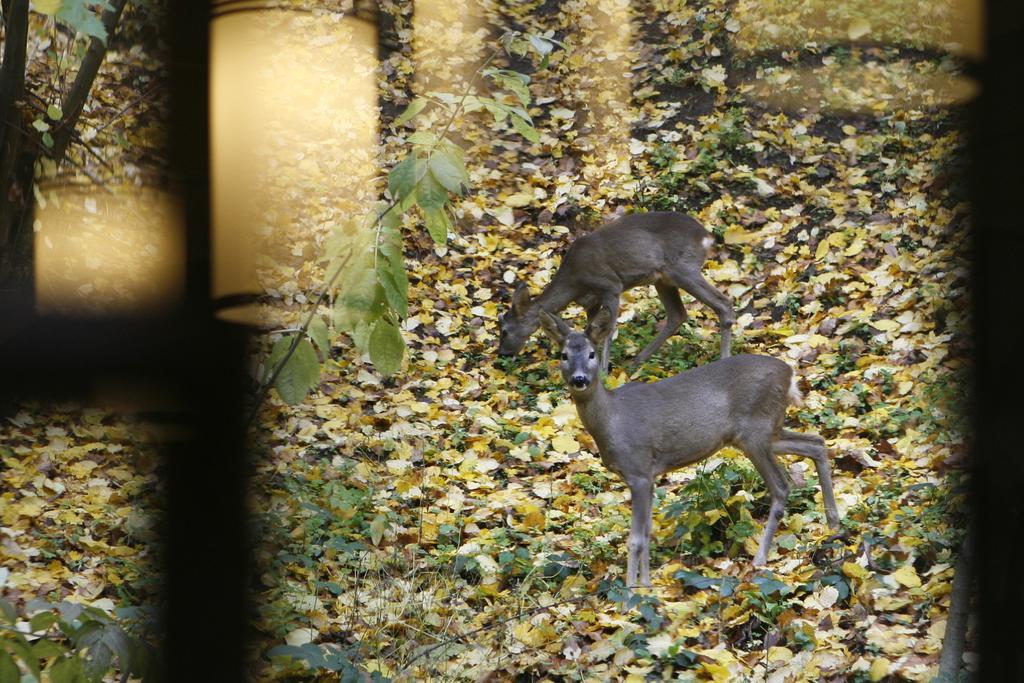 Harangvirag 36 Apartman Kismaros Exteriér fotografie